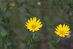 Soft goldenaster